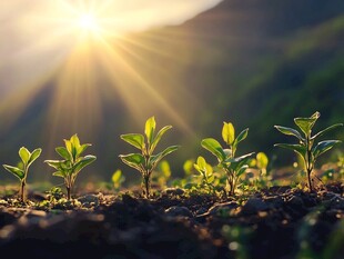 晨光下破土而出的嫩绿幼苗