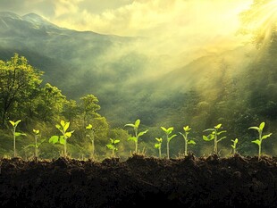 晨光下破土而出的嫩绿幼苗