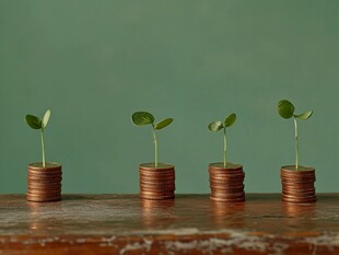 硬币上生长的绿色幼苗