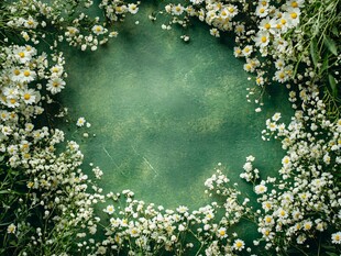 雏菊环绕的绿色梦幻空间