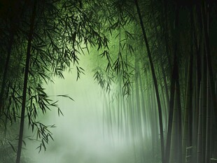 迷雾中的清幽竹林