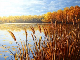 秋日湖畔芦苇风光