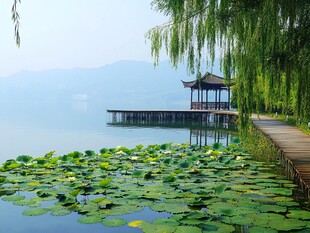 湖畔柳影荷香古风亭景