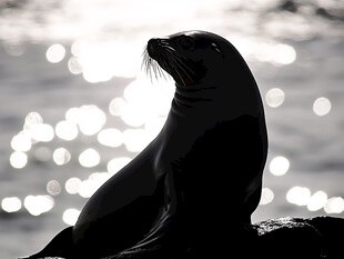 海狮剪影 波光粼粼的背景