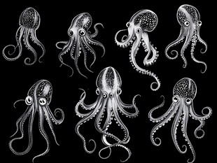 黑白章鱼插画集合