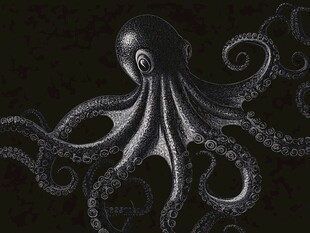黑白章鱼插画 神秘而灵动