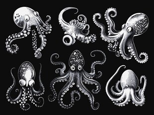 黑白章鱼插画图案集合
