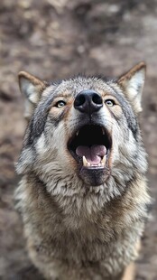 仰头嚎叫的灰狼