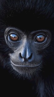 黑猴特写 灵动双眸引关注