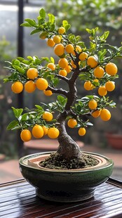 金桔盆景 果实饱满挂枝头