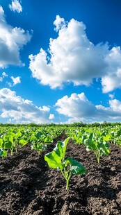 蓝天绿野间的蓬勃农田