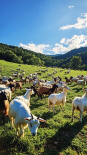 草原上的羊群悠然自得