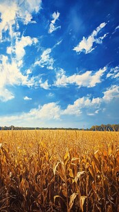 秋日金黄玉米田与蓝天