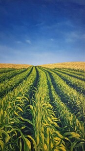 广袤玉米田 蓝天映衬美景