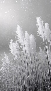 冬日芦苇景 静谧又空灵