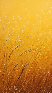 金色麦田中的晶莹露珠