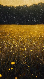 金色花海中的梦幻雨景