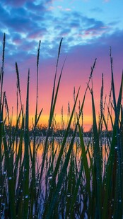 湖畔芦苇映绚丽晚霞