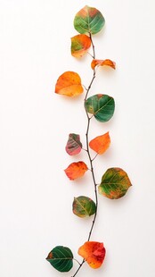 秋日多彩树叶枝条特写