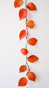 红色秋叶串 简约自然之美