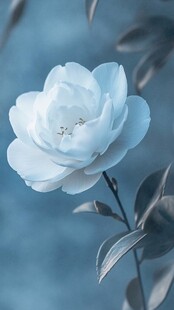 蓝调白蔷薇的优雅绽放