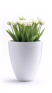 白色花瓶中的清新白郁金香
