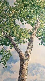 仰视视角下的繁茂大树