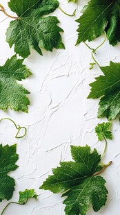 绿叶装点的白色纹理背景