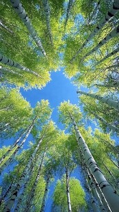 仰观白桦林的蓝天绿意