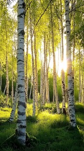 阳光洒落的白桦林美景