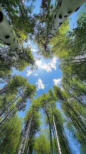 仰观白桦林与湛蓝天空