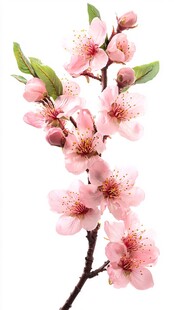 粉色桃花枝 清新美丽绽放