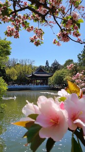 湖畔繁花盛开的中式景致