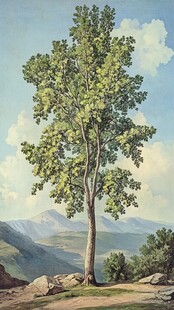 孤树屹立于山间美景