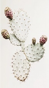 白色仙人掌带花苞特写