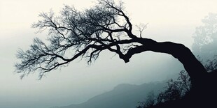 孤树傲立山水间