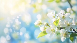 春日绽放的洁白花朵