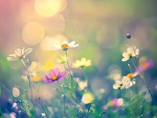 春日烂漫花海中的缤纷小花