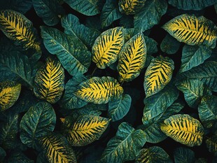 斑斓叶片构成的自然美景