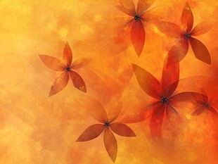 橙黄背景中的绚丽花朵