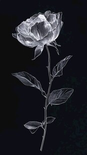 黑白线条绘就的优雅玫瑰