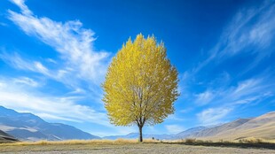 旷野孤树映蓝天秋景