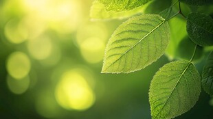 阳光下的嫩绿树叶