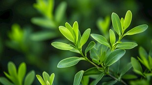 嫩绿叶片 清新自然生机