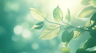 阳光下的嫩绿枝叶