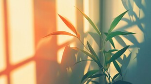 阳光下的翠绿植物