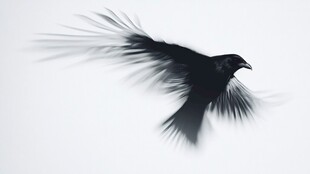 展翅翱翔的黑鸟