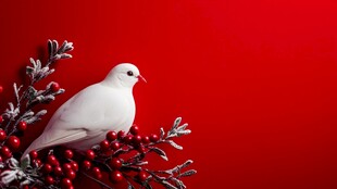 红背景上白鸽栖于浆果枝