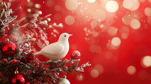 白鸽栖于圣诞装饰枝头