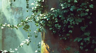 阳光洒落的翠绿藤蔓